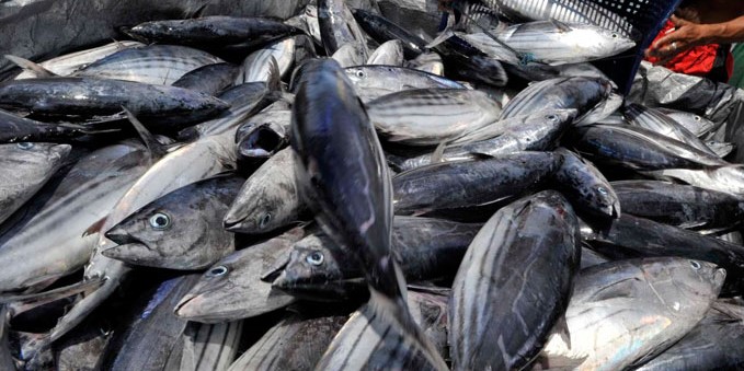 UMKM Perikanan Bangka Belitung Siap Penuhi Standar Keamanan Pangan Global