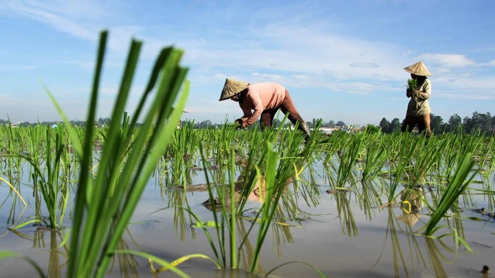Pelindungan Lahan Sawah Dorong Swasembada Pangan Indonesia Mandiri