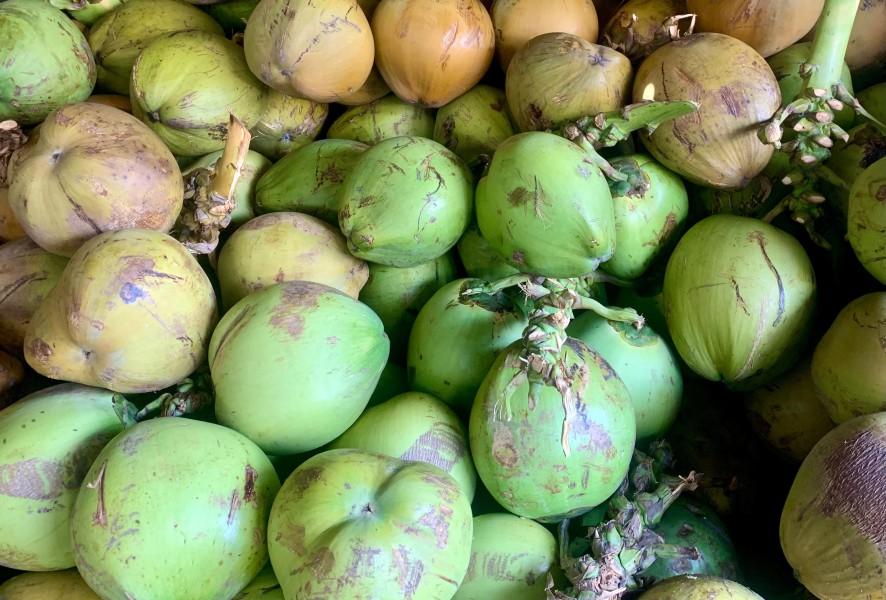 Kelapa Muda Menjadi Pilihan Utama Minuman Segar Alami Saat Berbuka Puasa