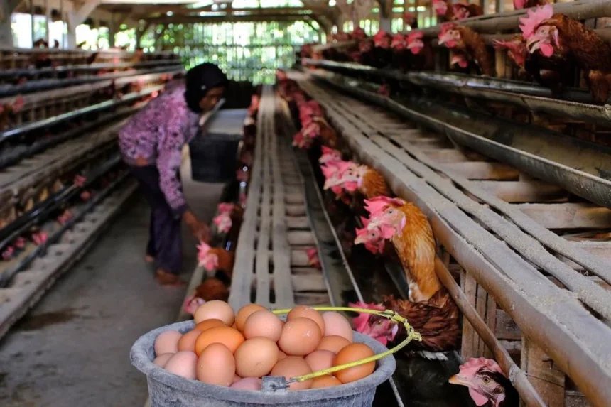 Danantara Guyur Rp20 Triliun untuk Pabrik Ayam, Pengusaha Dorong Keseimbangan Pasar