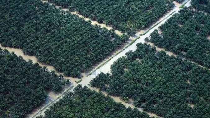 Dabeeo Gandeng Salim dan Triputra Perluas AI Perkebunan Sawit