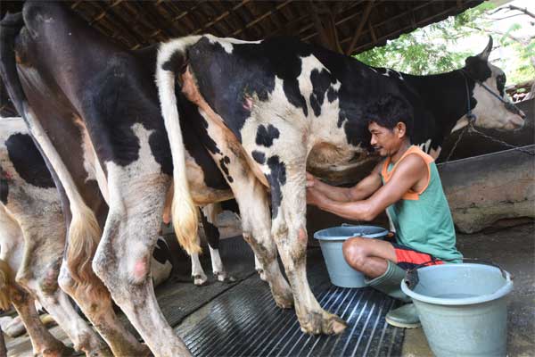 Pemerintah Mantapkan Ketersediaan Logistik Program MBG dengan Impor Sapi Perah