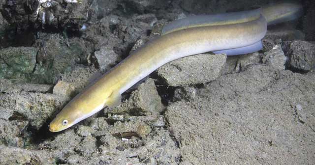 Kandungan Omega-3 Tinggi Ikan Sidat Indonesia Mendunia, Lebih Baik Dari Salmon