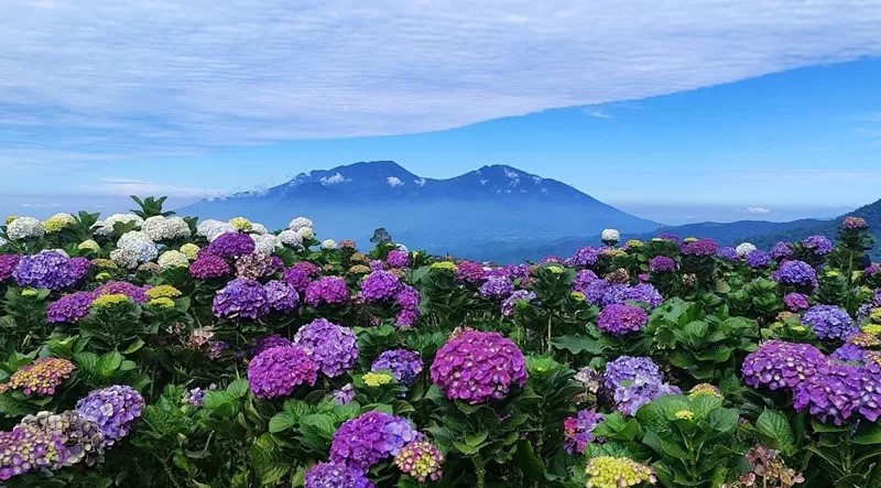 5 Rekomendasi Wisata Bunga dan Petik Apel Favorit di Kota Batu, Liburan Murah Ala Mahasiswa