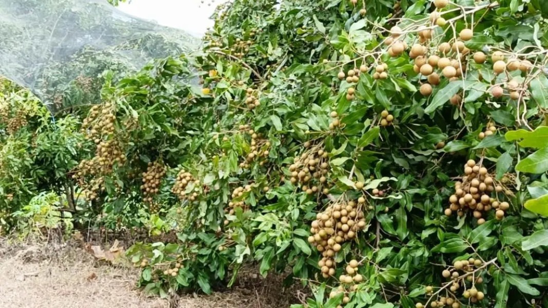 Sang Petani Kelengkeng Buktikan Bertani Bukan Sekadar Profesi