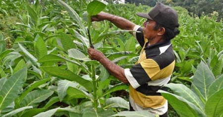 Cukai Naik, Buruh Rokok dan Petani Tembakau Terancam