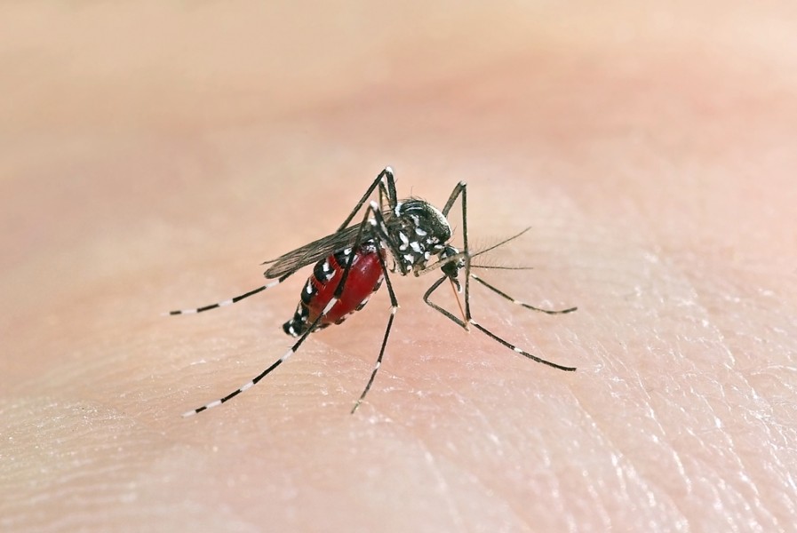Chikungunya Terancam Jadi Wabah Global Jika Tak Segera Diatasi
