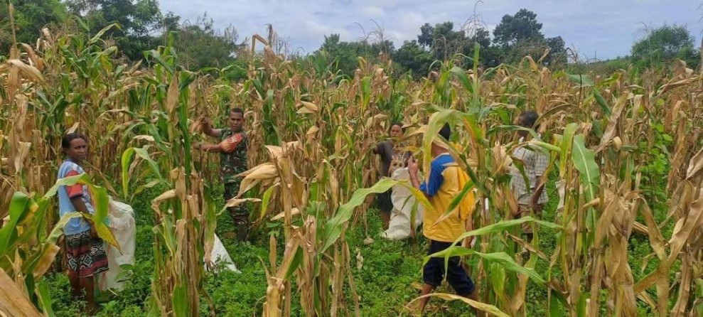 Babinsa Bantu Petani Tingkatkan Produksi Pangan di Sawah