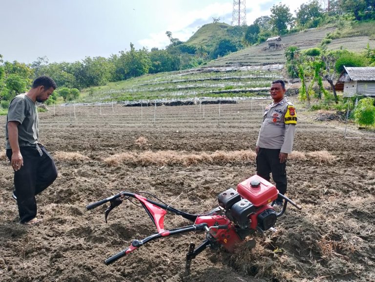 Optimalisasi Budidaya Bawang di Pamboang: Langkah Strategis Bhabinkamtibmas Polres Majene