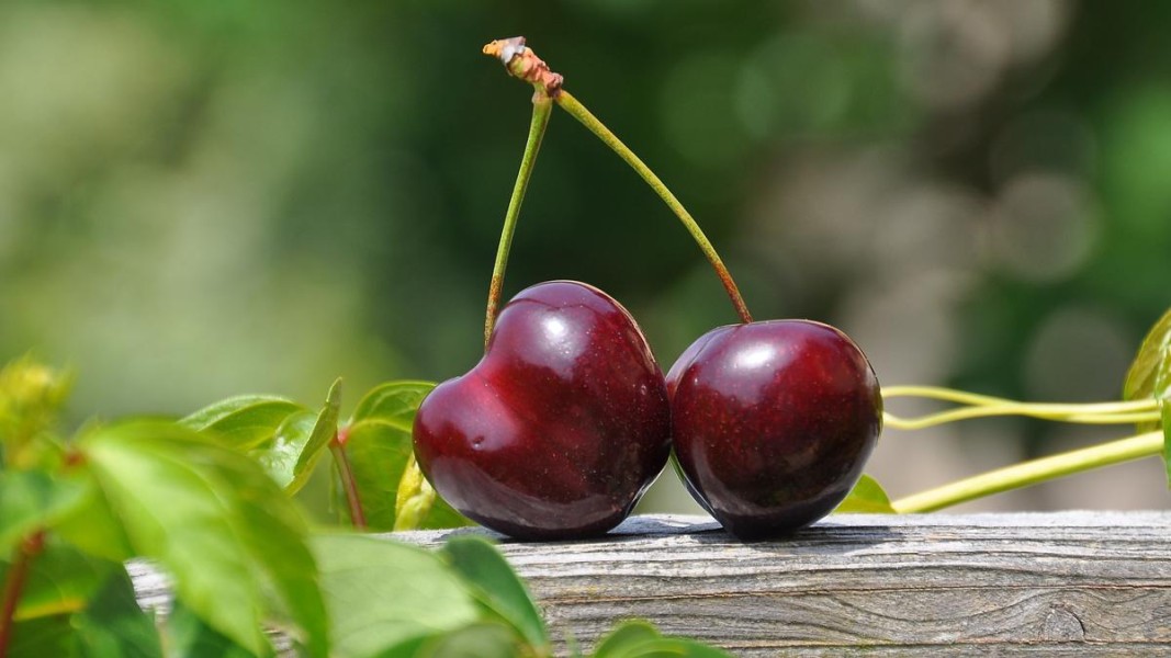 Batasi 7 Buah Manis Ini Agar Gula Darah Tetap Stabil Setiap Hari