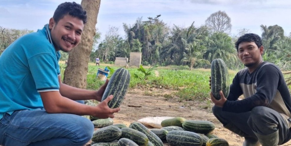 Petani Aceh Tamiang Tanam Timun Suri untuk Pulihkan Ekonomi Pasca Banjir