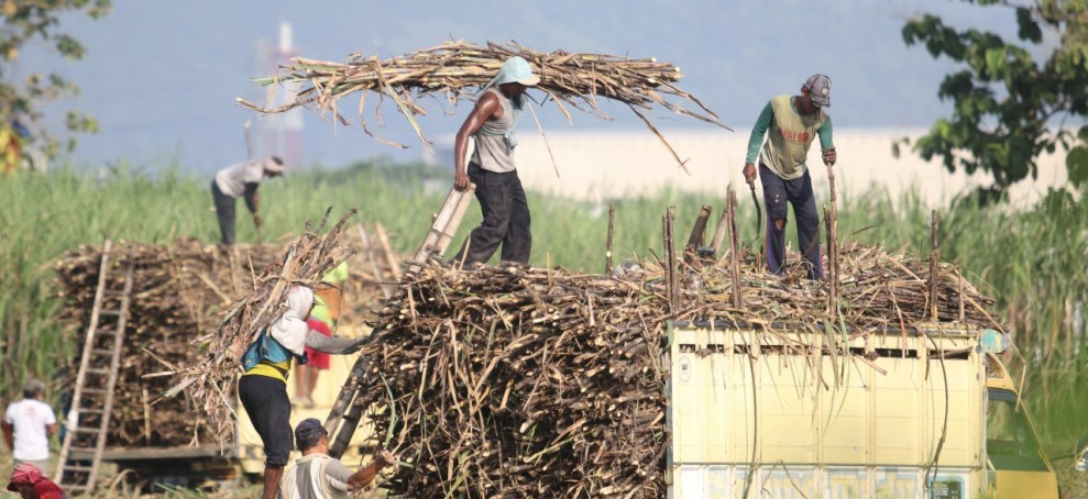 Kinerja Positif Tebu Nasional Dukung Target Swasembada Gula 2027