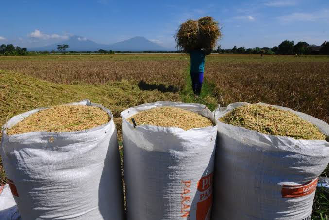 Gabah Naik, Petani Diuntungkan