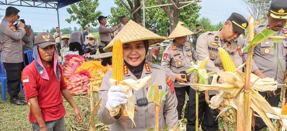 Polresta Cirebon Berhasil Panen 15 Ton Jagung dalam Program Ketahanan Pangan di Desa Sumurkondang