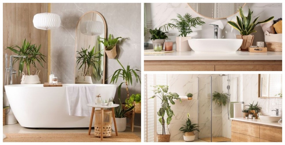 Tanaman Hias Tahan Lembap Pilihan Tepat Kamar Mandi Minim Cahaya