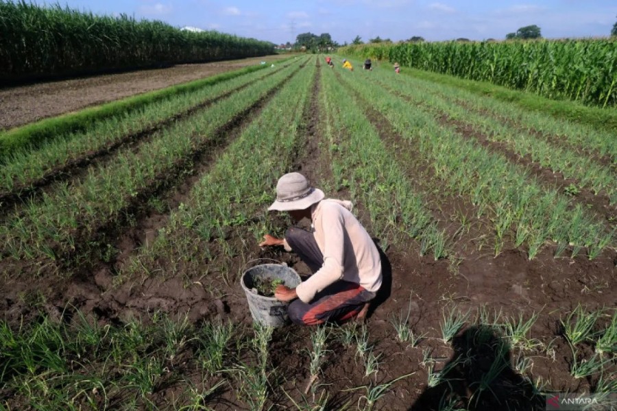 Indonesia Dorong Reformasi Pertanian Agar Kesejahteraan Petani Meningkat Signifikan