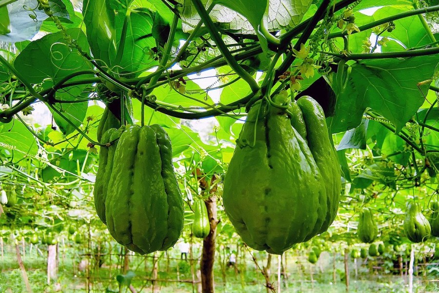 4 Manfaat Labu Siam untuk Kesehatan, Turunkan Tekanan Darah Secara Alami