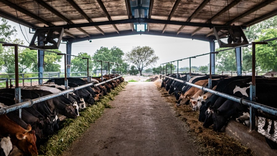 Pemerintah Longgarkan Aturan Impor Sapi Demi Program MBG
