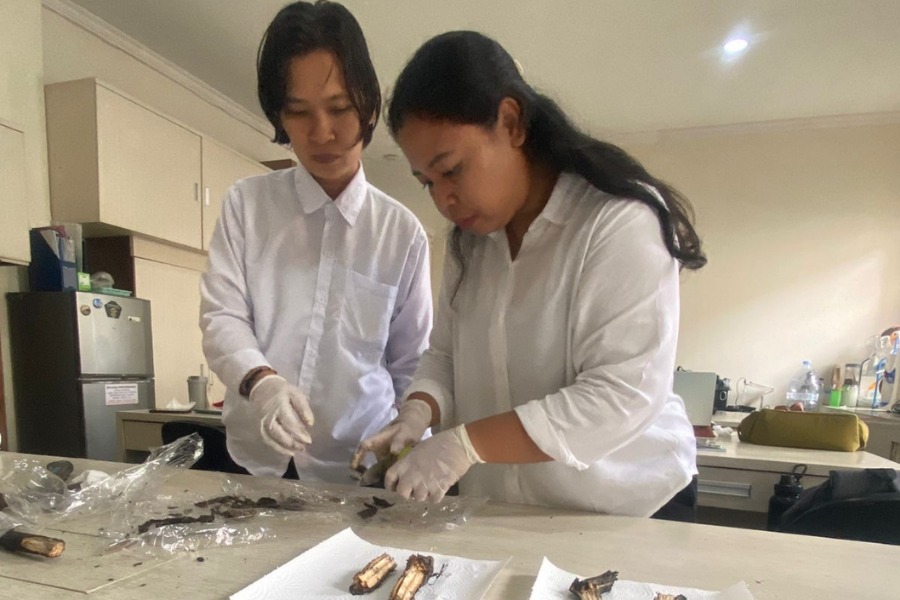 Tim Unud Temukan 41 Senyawa Minyak Bumi di Mangrove Benoa Bali