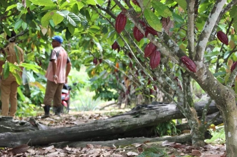 Berau Siap Memasok Bibit Kakao Bersertifikat Berkualitas ke Seluruh Indonesia