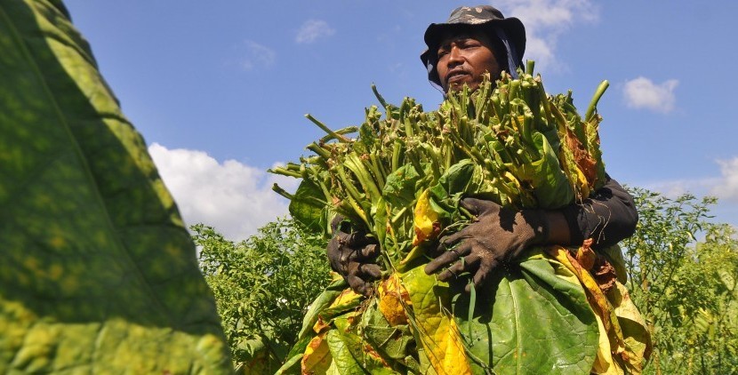 Petani Tembakau Mojokerto Gagal Panen akibat Cuaca
