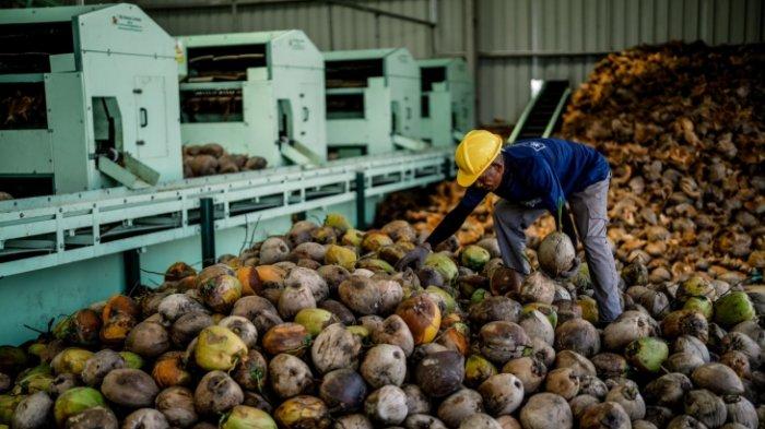 Krisis Bahan Baku Membayangi Industri Pengolahan Kelapa: Pemangku Kebijakan Diharapkan Segera Bertindak