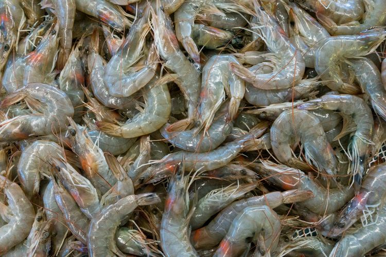 Udang Indonesia Aman Dikonsumsi, Pemerintah Pastikan Tak Melebihi Batas Radioaktif