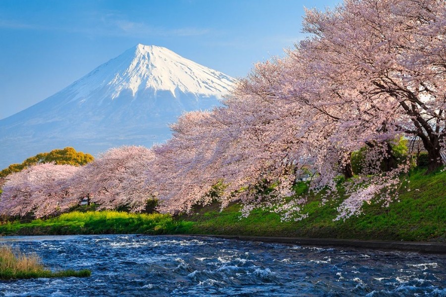Tren Wisata Sakura Asia Jadi Pilihan Favorit Turis Indonesia