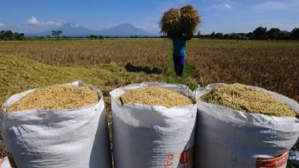 Bulog Kediri Optimalkan Serapan Gabah untuk Menjaga Kesejahteraan Petani